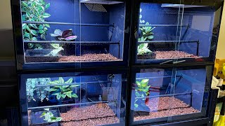 PVC Enclosure Green tree pythons [upl. by Razatlab]