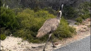 Day 2  Off to Coffin Bay National Park Dec ‘23 [upl. by Ashok588]