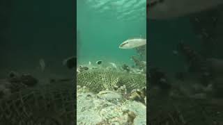 Amazing Fisherman skills fishing fish amazing trending fyp [upl. by Rosinski]