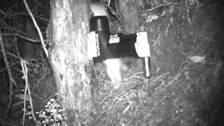 A24 Stoat Kill  DOC Project Footage 121114 [upl. by Anett]