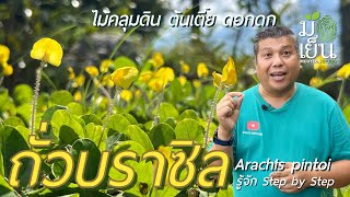 ถั่วบราซิล ไม้คลุมดิน ต้นเตี้ย ดอกดก เลี้ยงง่าย Arachis pintoi [upl. by Athenian]