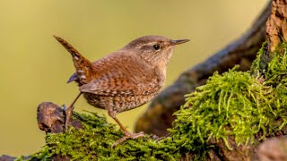 All About Wrens Important Things to Learn [upl. by Arhas]