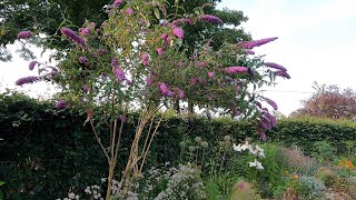 Free ‘Butterfly Bush’ plants Hardwood cuttings amp what you need to know Buddleia Davidii [upl. by Nylle]