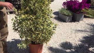 Euonymus “Variagata”– Providing A Year Round Color To Your Garden [upl. by Lrac]