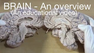 BRAIN  An overview An educational video [upl. by Kiehl]