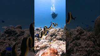 Ribbon Eel Free swimming viral awesome notscary amazing scuba freediving eel gopro undersea [upl. by Hatokad147]