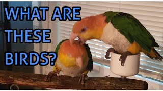 How to pronounce the word CAIQUE [upl. by Alcinia]