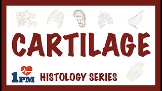 CARTILAGE  Histology Types Functions [upl. by Bornstein]