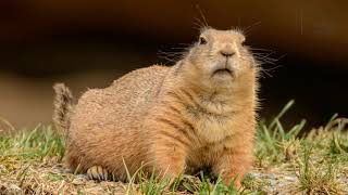 Marmot  Marmots make a whistling sound to alert others around them of a predator in the area” [upl. by Tildie]