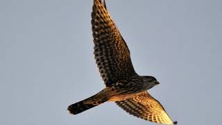 Merlin Bird Sound Video Pigeon Hawk Falco columbarius Sounds Merlin Call Birds of Prey Sounds [upl. by Wymore]