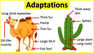 Adaptations 🐫🌵 Behavioural Physiological amp structural adaptations  Learn with examples [upl. by Idoux777]