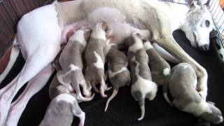 WHIPPET Tenderline Puppies Litter B [upl. by Alilad]