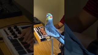 Singing Cockatoo musical bird cute [upl. by Tips]