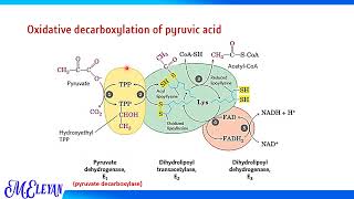 Oxidative decarboxylation and KREBS’ CYCLE [upl. by Bywaters]