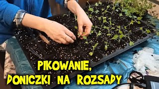 PIKOWANIE najlepsze doniczki do rozsad regał na sadzonki sikorka i truskawki [upl. by Eimac161]