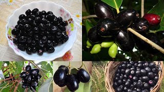 Java Plum  Java Plum Recipe  Pring Khmer  Anicka Home Chef [upl. by Phare]