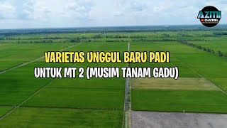 VARIETAS UNGGUL PADI TAHAN KEMARAU  KEKERINGAN MUSIM GADU [upl. by Robbie]