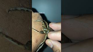 Giant Water Bug Bite Experiment insectsbugspidertarantulainvertebratesgiantwaterbugfyp [upl. by Razaile]