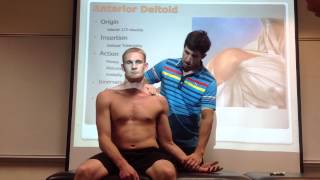 Anterior Deltoid Palpation Manual Therapy amp Stretch [upl. by Frieder]