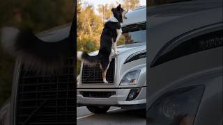 Animals Warning Signals to Humansquot animals rescue dog [upl. by Delilah519]