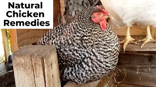 Is My Chicken Sick How to Treat Chickens Naturally [upl. by Fugere969]