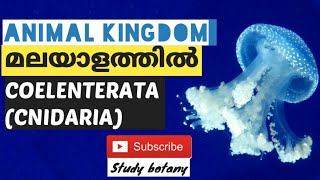 PHYLUM COELENTERATA CNIDARIA PLUS ONE BIOLOGY CHAPTER4 ANIMAL KINGDOM PART5 MALAYALATHIL NCERT [upl. by Gassman878]