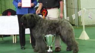 Bouvier Des Flandres Club of Great Britain Championship Show 09 [upl. by Adnesor]