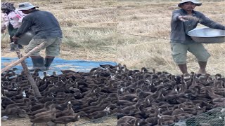 Amazing Natural Duck Farm  process of raising natural ducks free range duckhomesteadbusiness [upl. by Aymer]