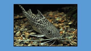 How to care for Pictus Catfish [upl. by Bentley31]