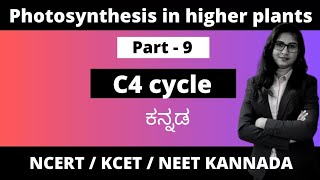 Photosynthesis in higher plants Part 9  C4 cycle biologyinkannada 1stpuc pcmb [upl. by Ailemac]