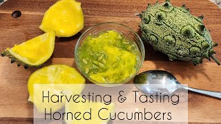 Harvesting amp Tasting Horned Cucumbers [upl. by Latvina]