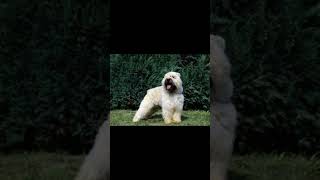 BOUVIER DES FLANDRES DOG  dogbreed  THE LOYAL AND BRAVE PROTECTOR [upl. by Akeryt]