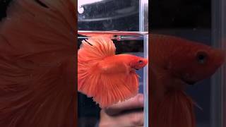 RARE betta fish betta aquarium bettafish [upl. by Anert146]