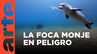 GEO Reportaje La odisea de la Foca Monje  ARTEtv Documentales [upl. by Idnaj622]