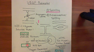 The Vascular Endothelial Growth Factor Part 6 [upl. by Akiemaj]