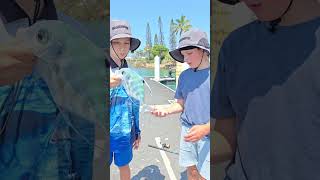 Beautiful long fin trevally fishing fish sunshinecoast mooloolaba [upl. by Yecart]