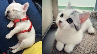 Cute baby animals Videos Compilation cute moment of the animals Soo Cute 30 [upl. by Rizzo271]