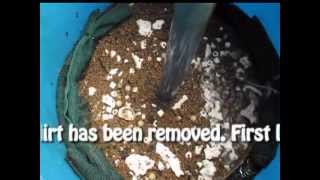 Cleaning DIY bio filter 55 gallons for koi pond [upl. by Massimiliano]