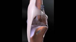 Dog cruciate ligament demonstration  animationshorts shortsfeed youtubeshorts viralshorts [upl. by Evilo565]