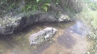 Creek Slogging For Bottles DeLand Florida history explorer volusia originalmusic Slogging [upl. by Alegnad]