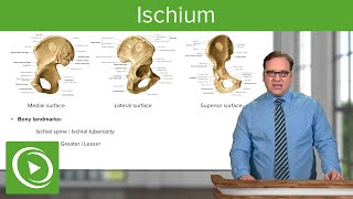 Ischium Location Body amp Bony Landmarks – Anatomy  Medical Education Videos [upl. by Naelopan649]