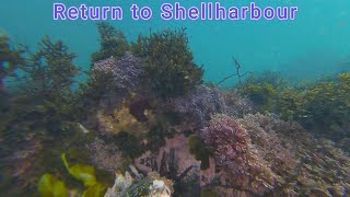 Return to the Shellharbour breakwater with my underwater drone [upl. by Flory]