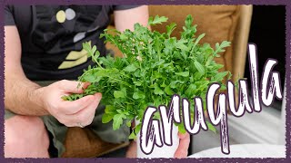 How DENSE can you grow arugula [upl. by Dibru]