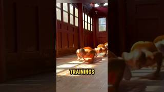 The training routine of Shaolin monks shorts [upl. by Malvino]