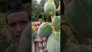 When the papaya grows from the tree it cries  outdoors bushcraft camping survival sentohub [upl. by Benil]