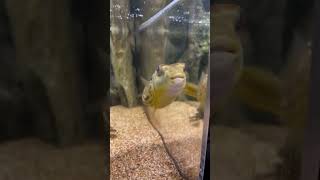 PUFFER FISH VS PUFFER FISH [upl. by Enimassej]