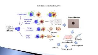 Natural Killer cell cytotoxicity against Medulloblastoma – Video abstract 458278 [upl. by Nial261]