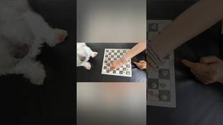 Dog Play best Player cheater 😂😂😂chess play shortsvideo dog doglover yummy funnycheater [upl. by Cadmann835]