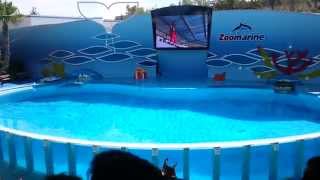 Zoomarine  Dolphin Show 2015 [upl. by Hagood]