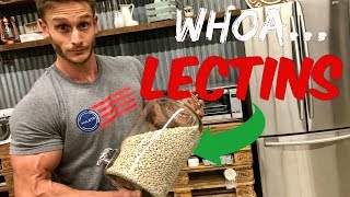 Gut Health  Are Lectins Bad  Lectins Equal Unhealthy Carbs  Nutrient Absorption Thomas DeLauer [upl. by Margreta]